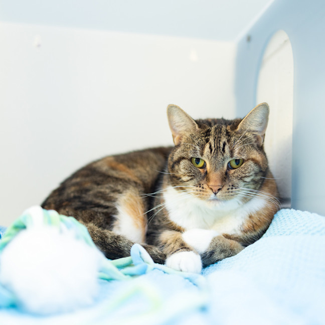 Photo of Missy