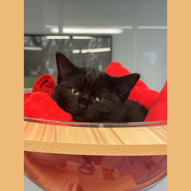 Photo of Morticia