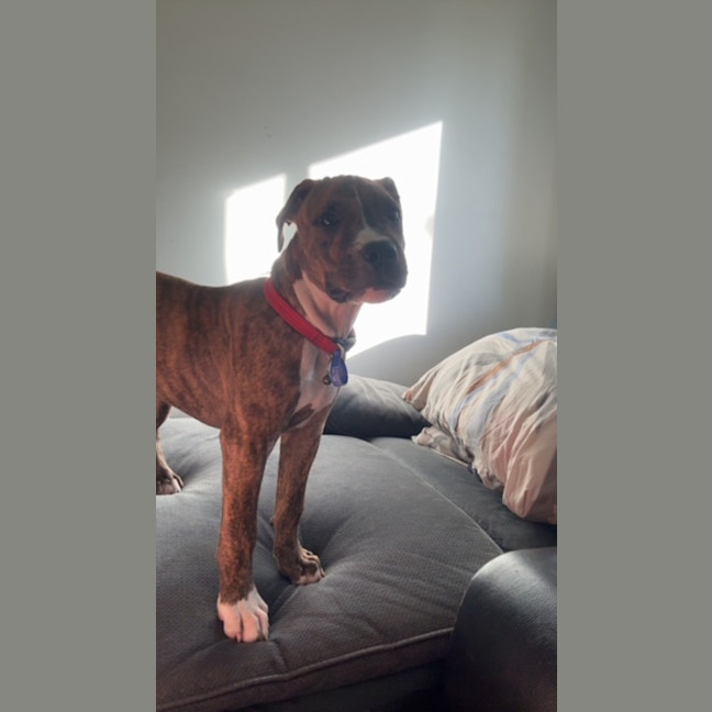 Photo of Cookie   6 Month Old Staffy X Ridgeback