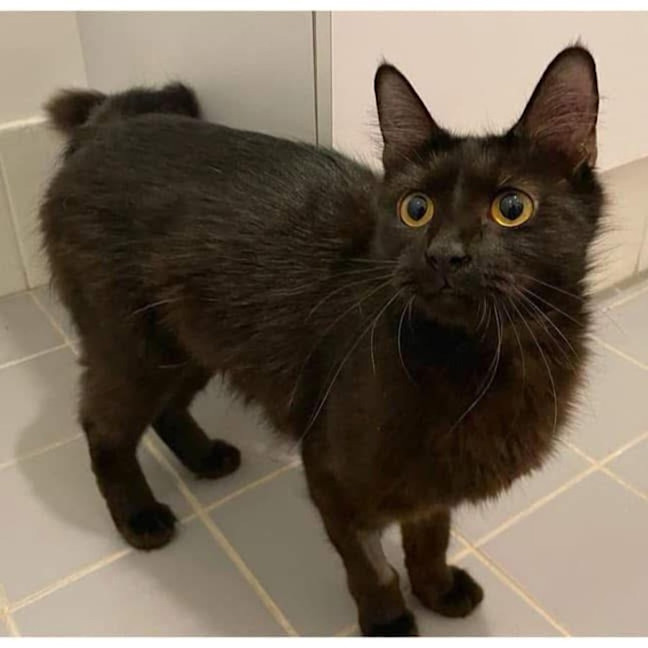 Photo of 11382   Espresso