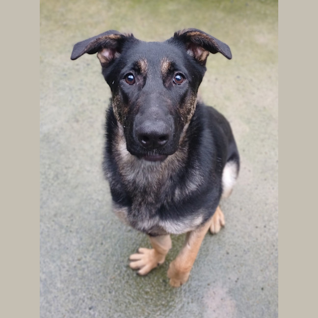 Photo of Twistie