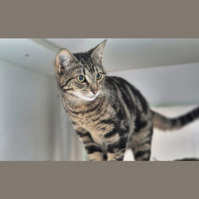 Photo of Nyx