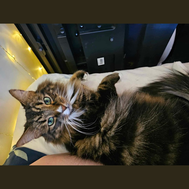 Photo of Nugget & Bellatrix 