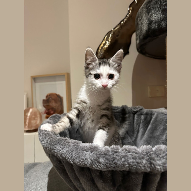 Photo of Moxie