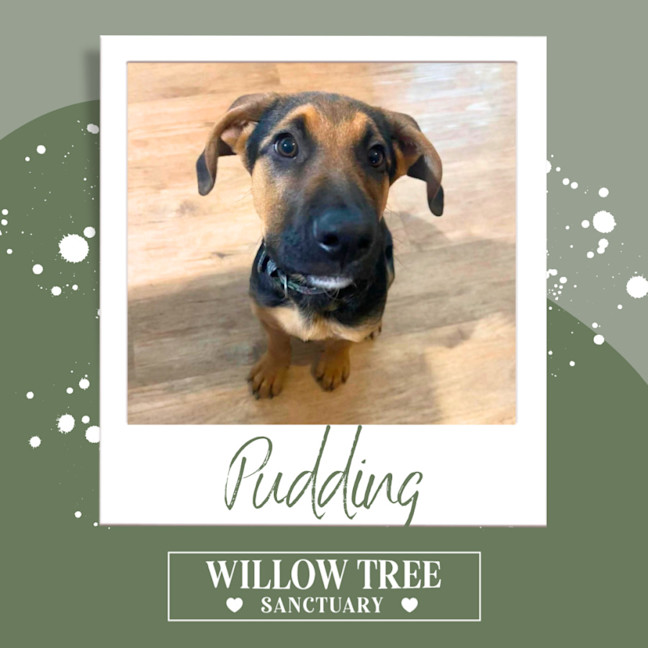 Photo of Pudding 