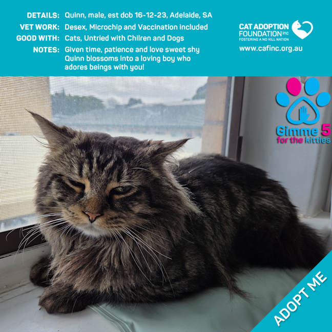 Photo of Quinn Only $80 Fully Vetted!