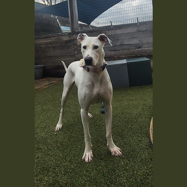 Photo of Gracie