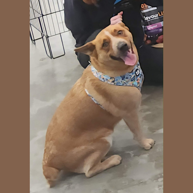 Photo of Rusty