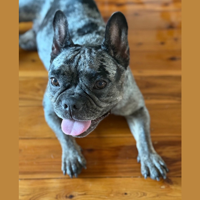 Photo of Coco   5 Year Old French Bulldog