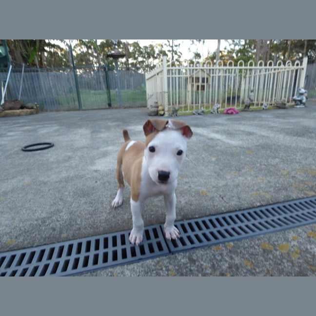 Photo of Kurnell On Hold Adoption Pending