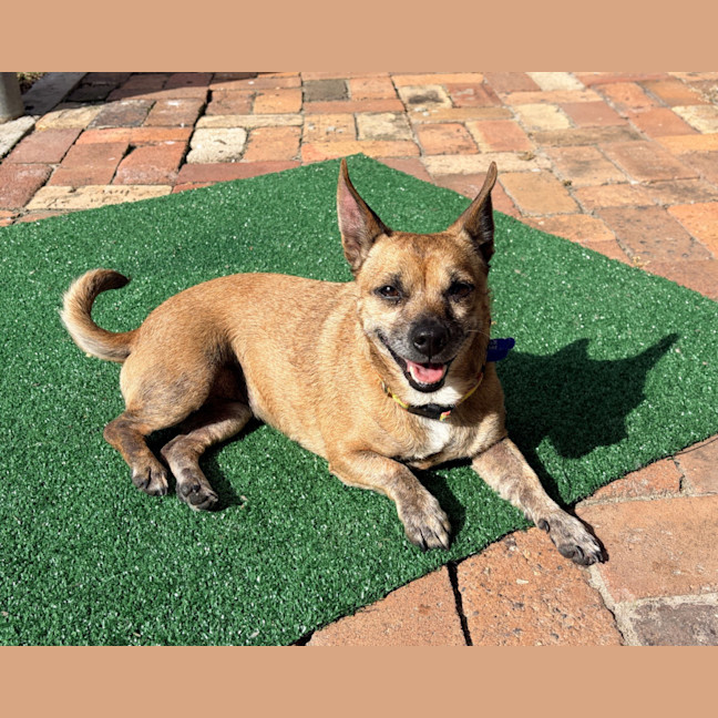 Photo of Nala 💝5yo Jack Russell X