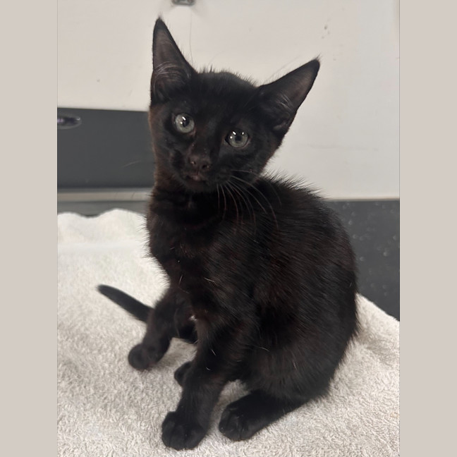 Photo of Fawnie Golden