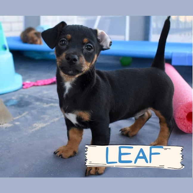 Photo of Leaf