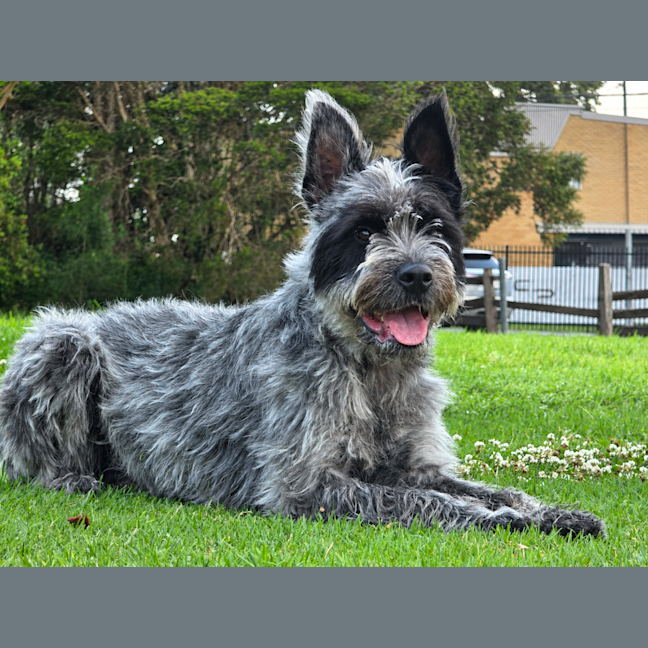 Photo of Louie