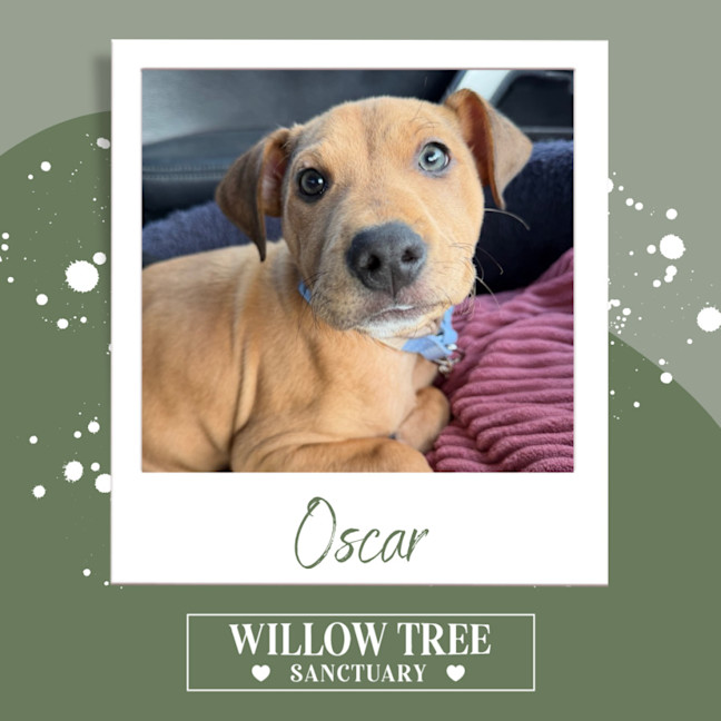 Photo of Oscar