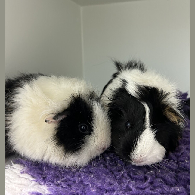 Photo of Kiwi