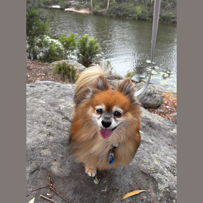 Photo of Chewbacca