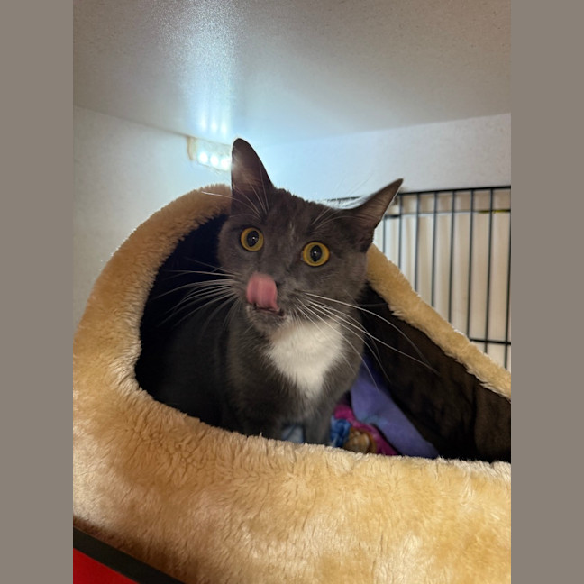 Photo of Sapphire