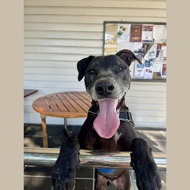 Photo of Shadow