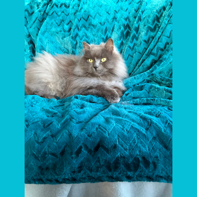 Photo of Lychee