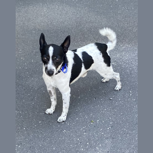 Photo of Trick   10 Year Old Mini Foxy