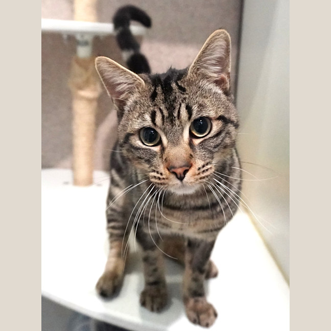 Photo of Tigger