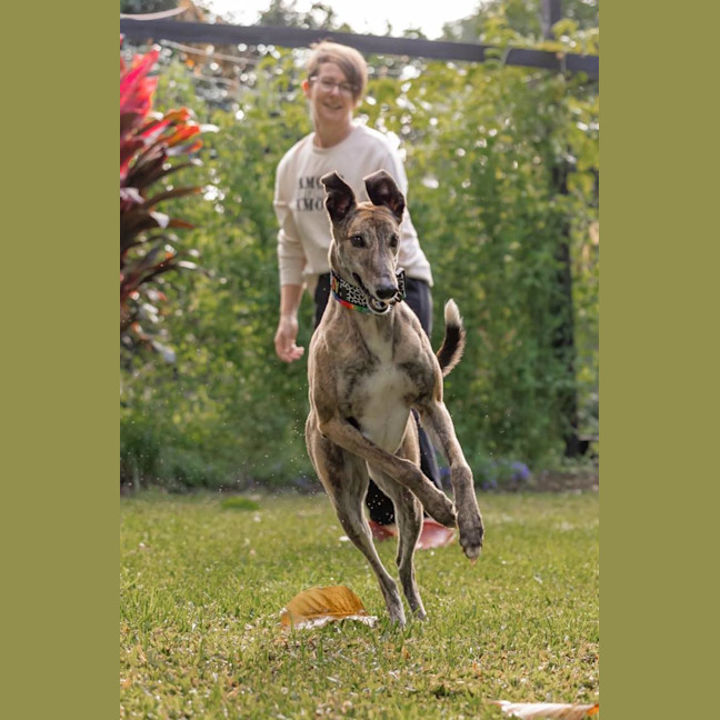 Photo of Candy 🍭   The Greyhound