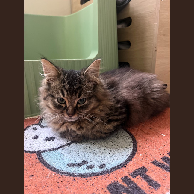 Photo of Percy