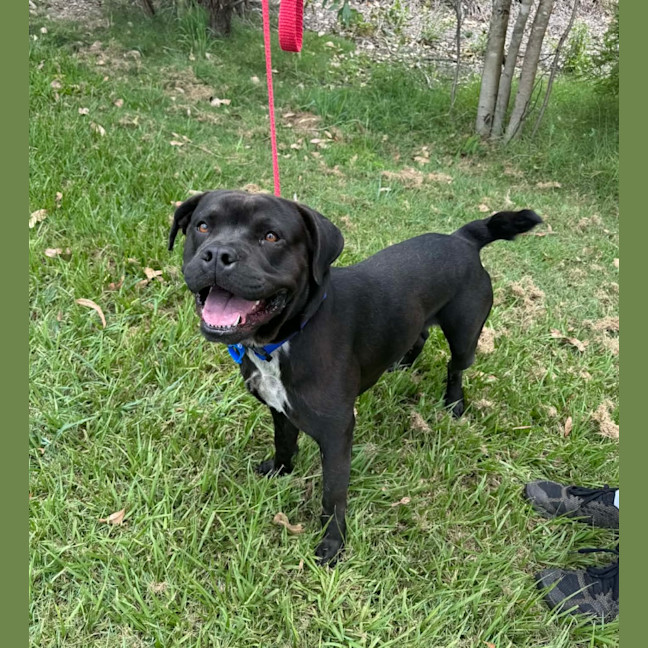 Photo of Major *$350 Adoption Fee*