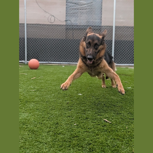 Photo of Sarge