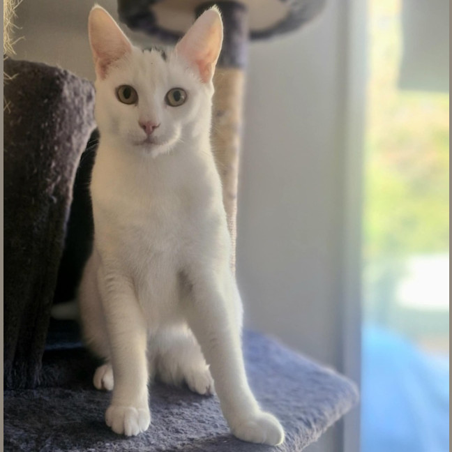 Photo of Haku   Located In Preston