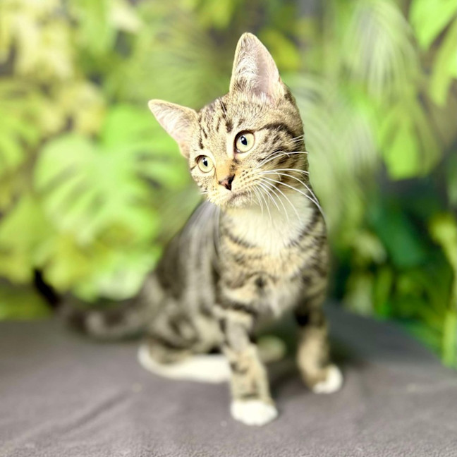 Photo of Oscar (Located In Preston) 
