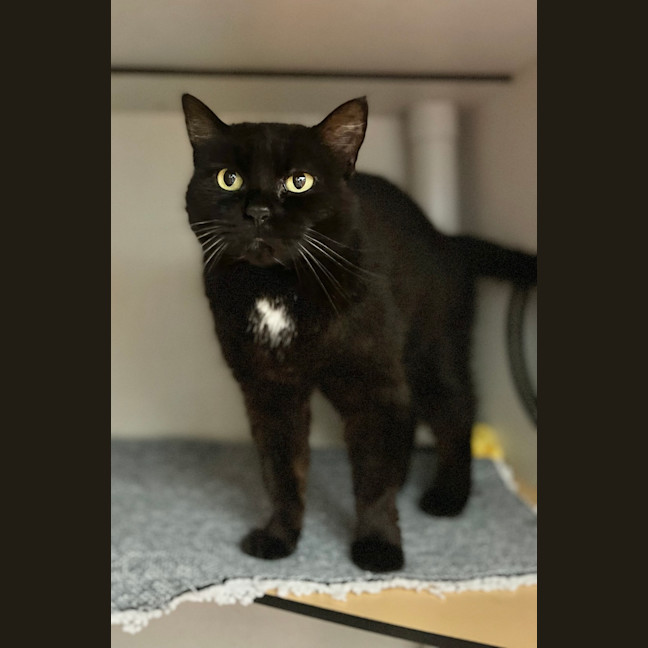 Photo of Salem