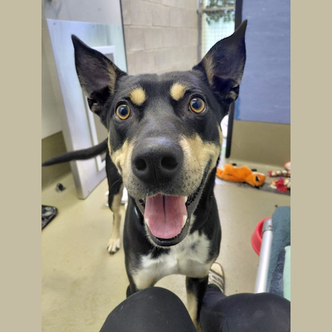 Photo of Banjo