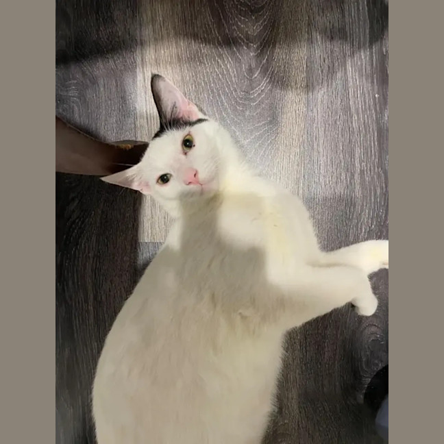 Photo of Moose