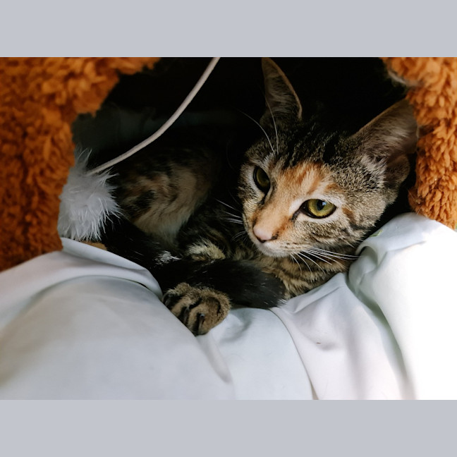 Photo of Cookie