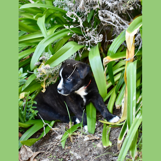 Photo of Samson