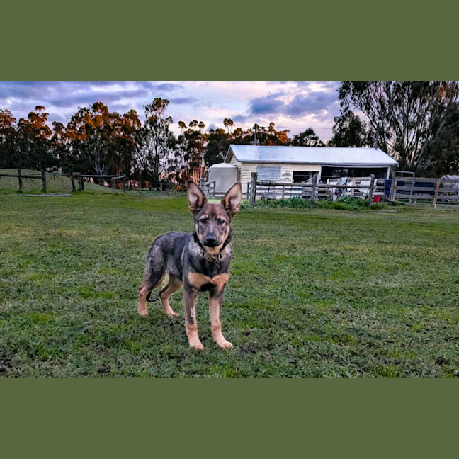 Photo of Rin Tin Tin 