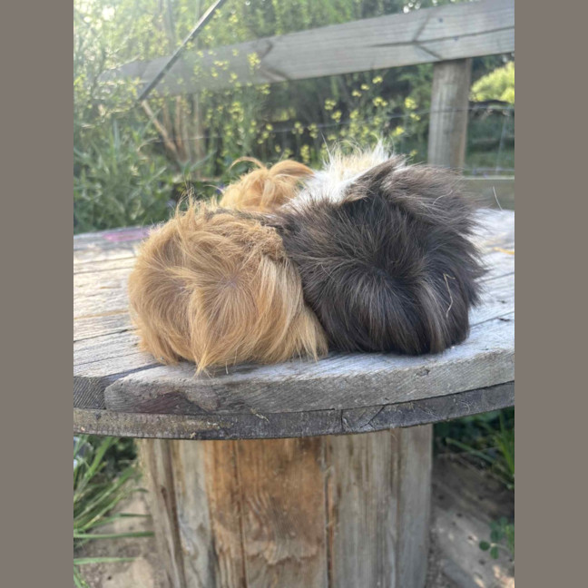 Photo of Peanut And Mochi