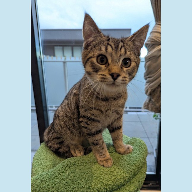Photo of Wasabi