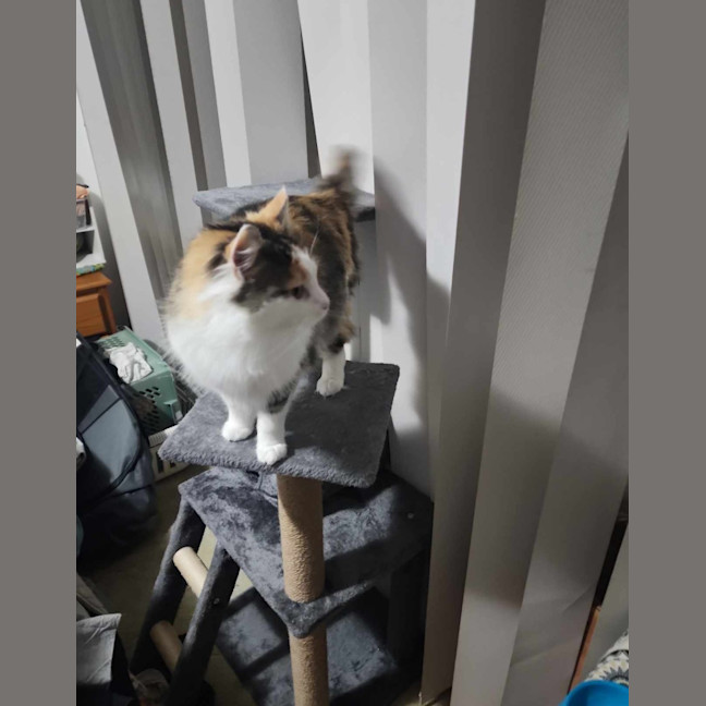 Photo of Tinkerbell Meet Me @Petstock Carrum Downs Store