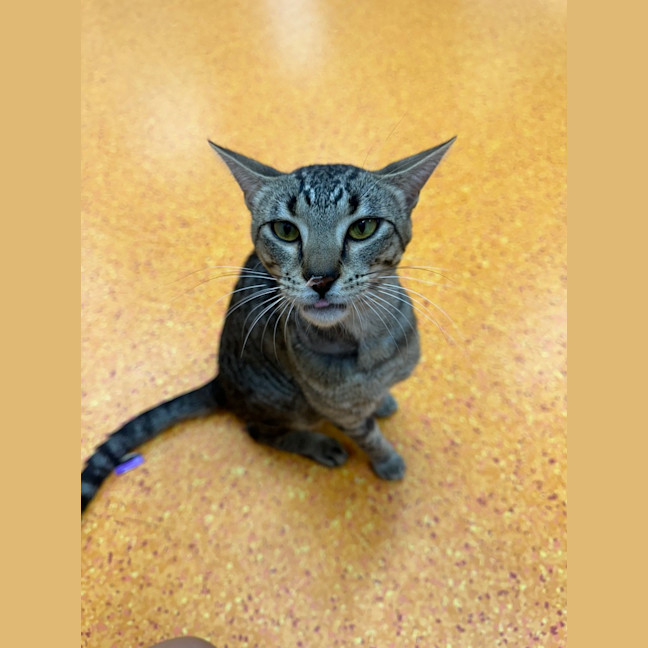 Photo of Sooky Teddy