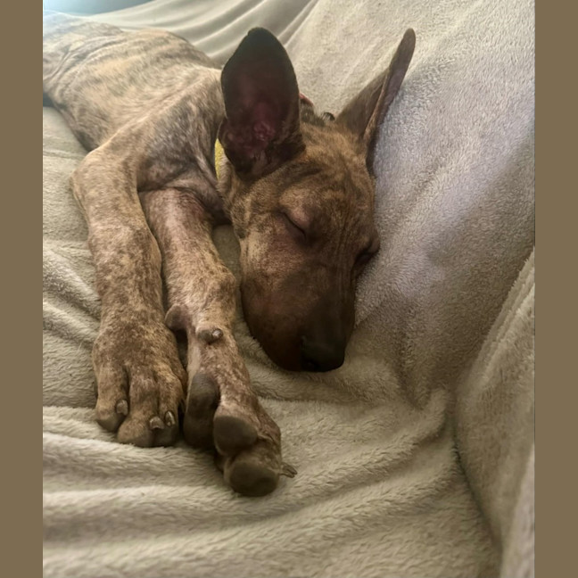 Photo of Tank (8872)