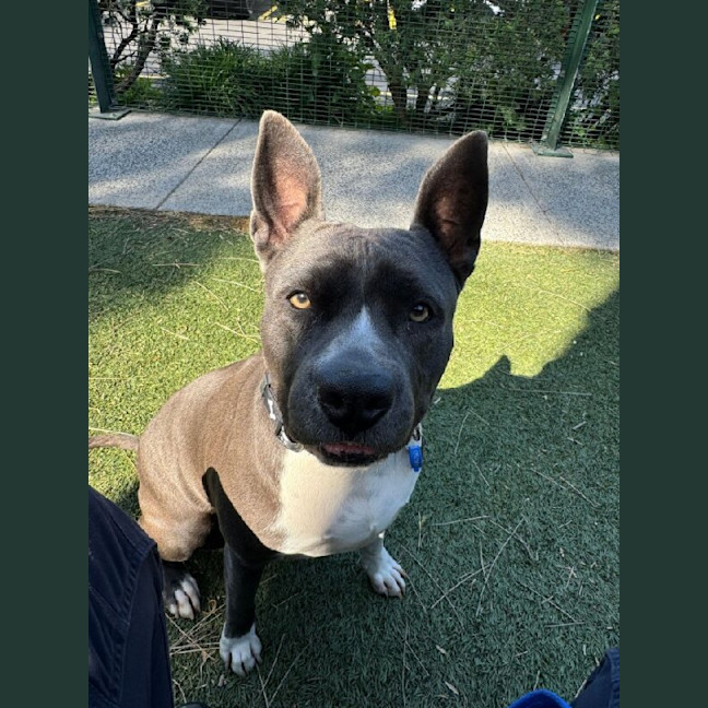 Photo of Tillie