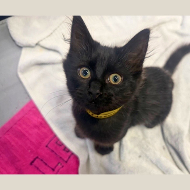Photo of Luna