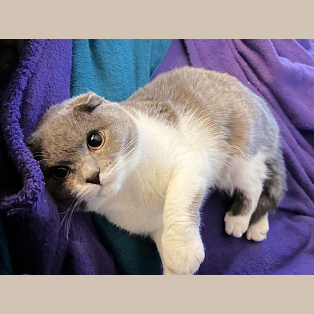 Photo of 🌜Moonshine🌛