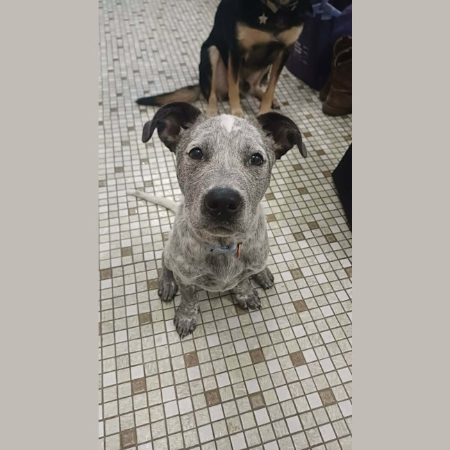 Photo of Diesel 