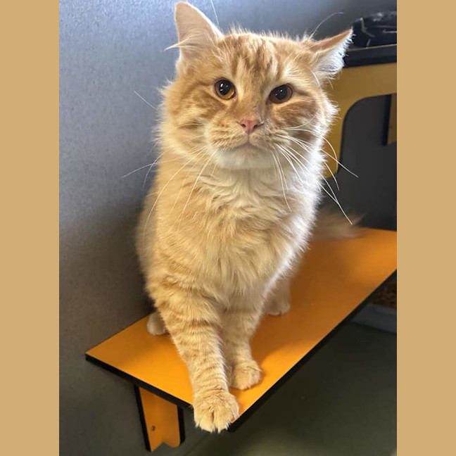 Photo of Ned