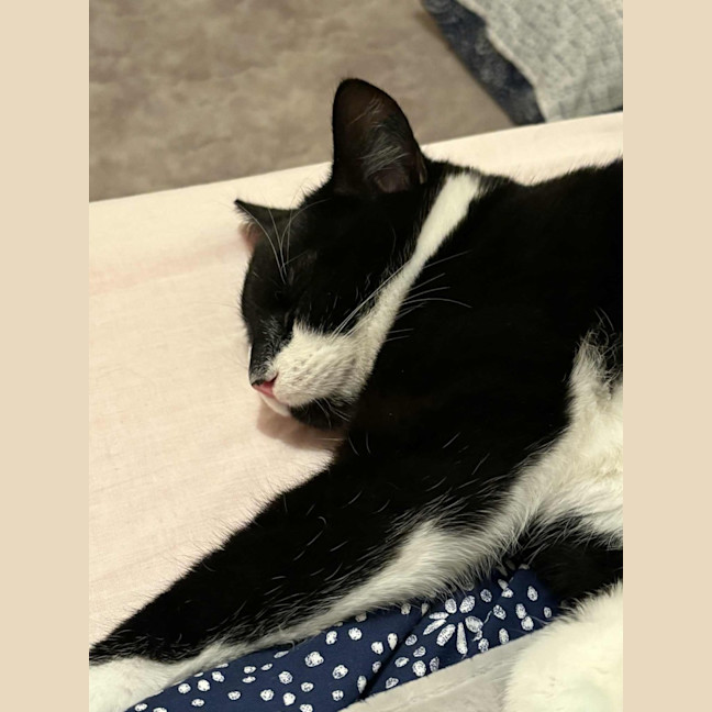 Photo of Ozzie 