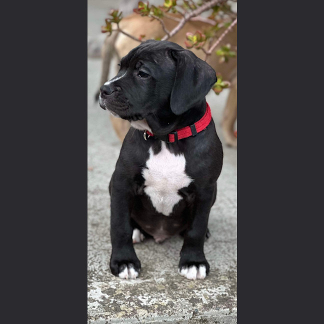 Photo of Zuko   9 Week Old Staffy X
